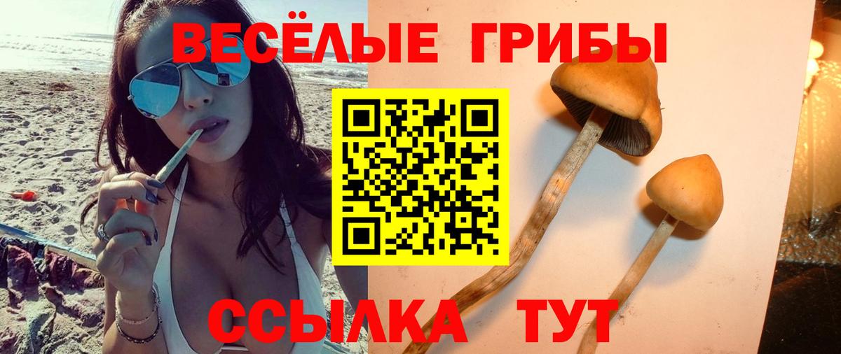 Галлюциногенные грибы Psilocybe Электросталь